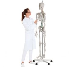 Anatomisches Modell Skelett